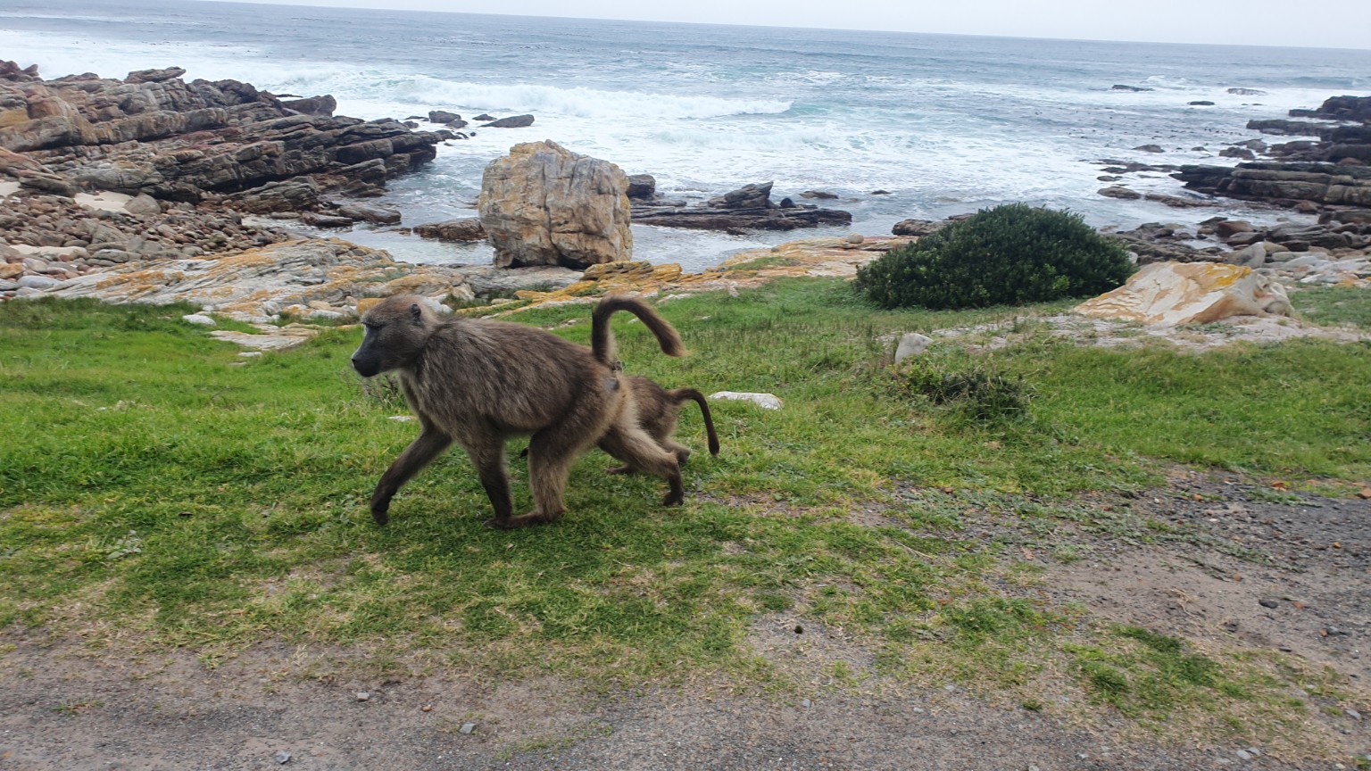 Babuinos junto a la costa durante un recorrido por la Península del Cabo