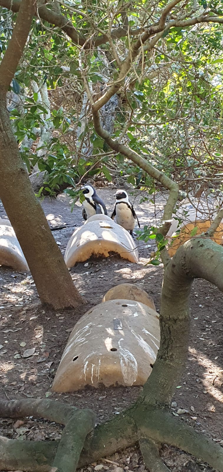 Pingüinos africanos entre la vegetación